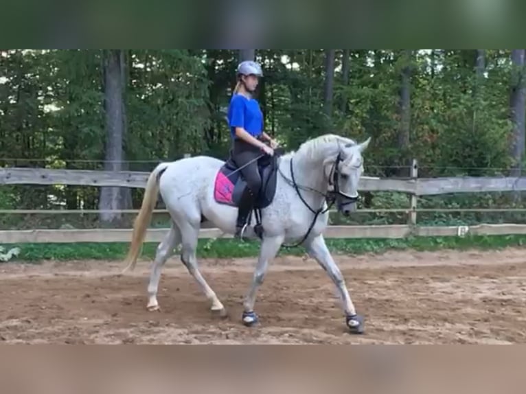 Koń wielkopolski Wałach 21 lat 162 cm Siwa w hreczce in Schmallenberg