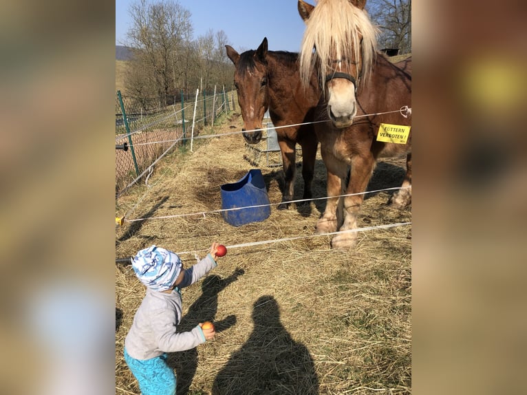 Koń wielkopolski Wałach 28 lat 167 cm Gniada in Pfaffschwende