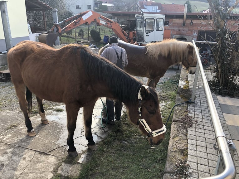 Koń wielkopolski Wałach 28 lat 167 cm Gniada in Pfaffschwende