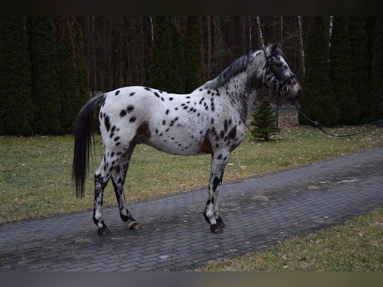 Koń wielkopolski Wałach 3 lat 148 cm Tarantowata in Chelmno