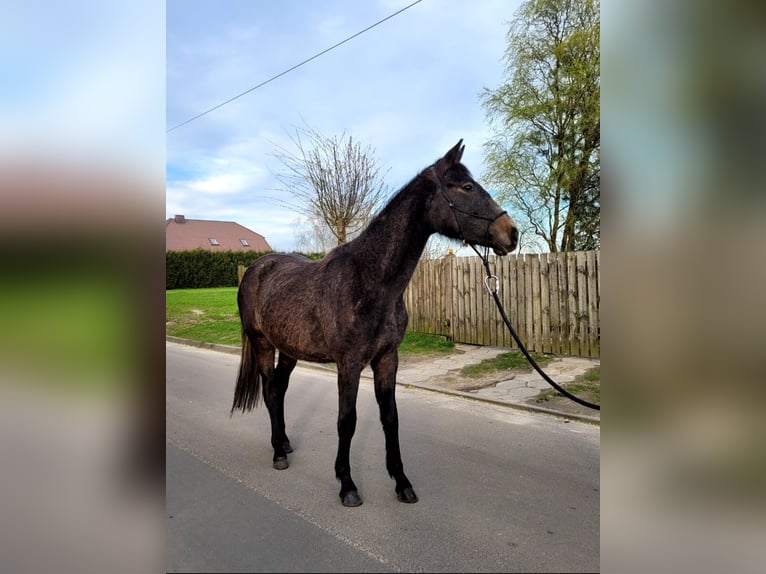 Koń wielkopolski Wałach 3 lat 158 cm Gniadodereszowata in Bukowiec