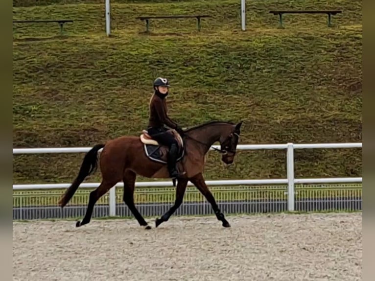 Koń wielkopolski Wałach 3 lat 162 cm Gniada in Forst