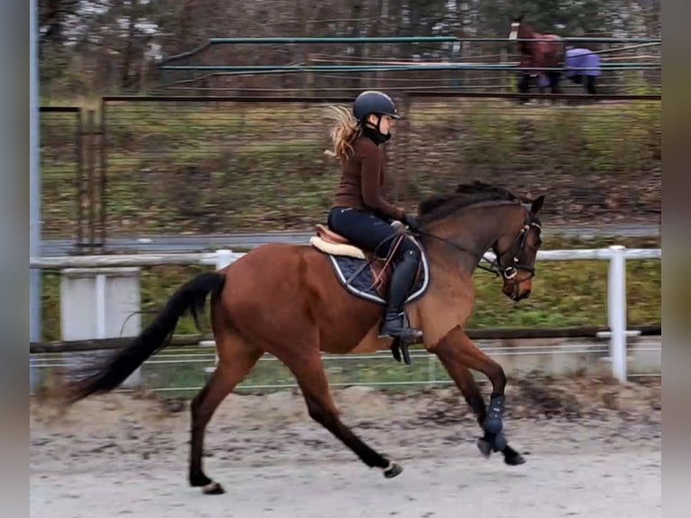 Koń wielkopolski Wałach 3 lat 162 cm Gniada in Forst