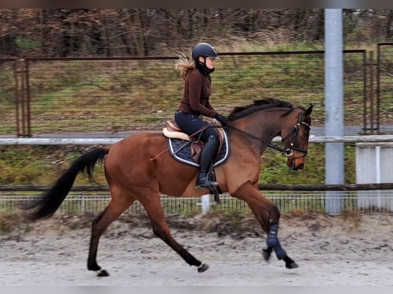 Koń wielkopolski Wałach 3 lat 162 cm Gniada in Forst