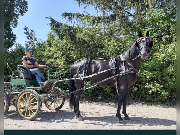 Koń wielkopolski Wałach 3 lat 166 cm in Gółkowo