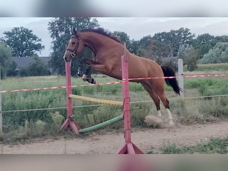 Koń wielkopolski Wałach 4 lat 160 cm Gniada in Grudziądz