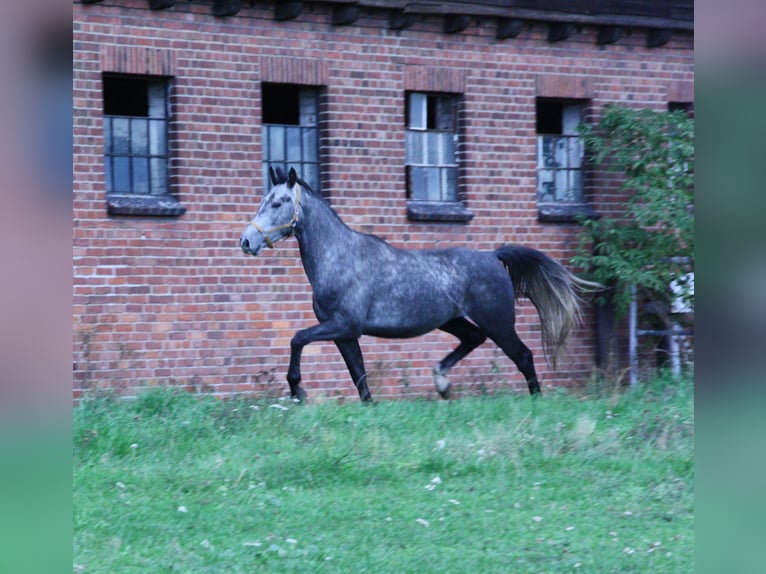 Koń wielkopolski Wałach 4 lat 164 cm Siwa in Krauschwitz