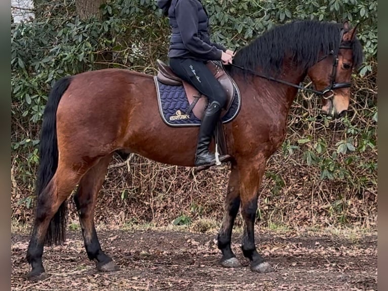 Koń wielkopolski Wałach 5 lat 161 cm Gniada in Leer (Ostfriesland)