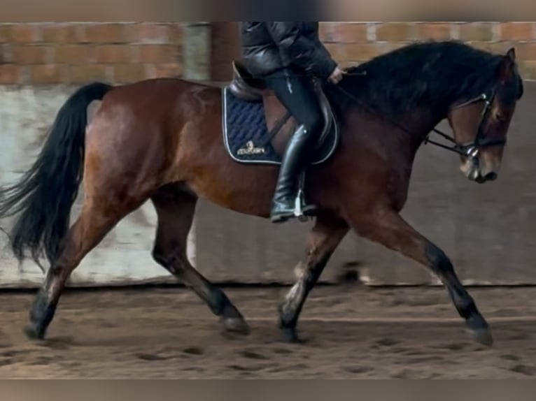 Koń wielkopolski Wałach 5 lat 161 cm Gniada in Leer (Ostfriesland)