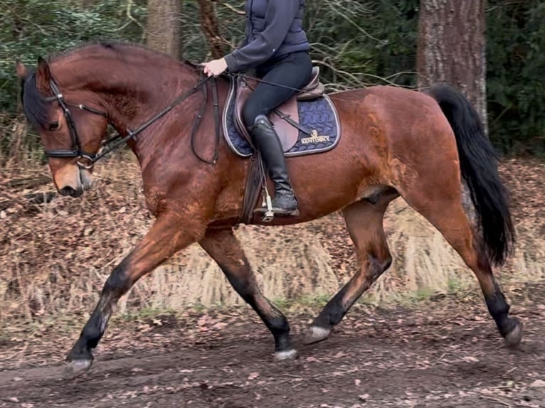 Koń wielkopolski Wałach 5 lat 161 cm Gniada in Leer (Ostfriesland)