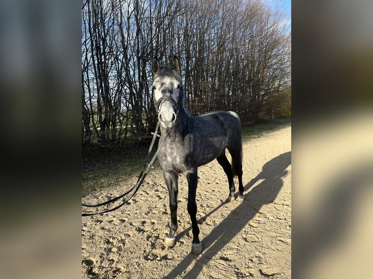 Koń wielkopolski Wałach 5 lat 165 cm Siwa in Elchingen