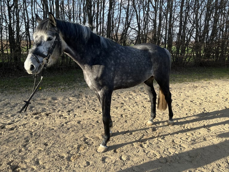 Koń wielkopolski Wałach 5 lat 165 cm Siwa in Elchingen