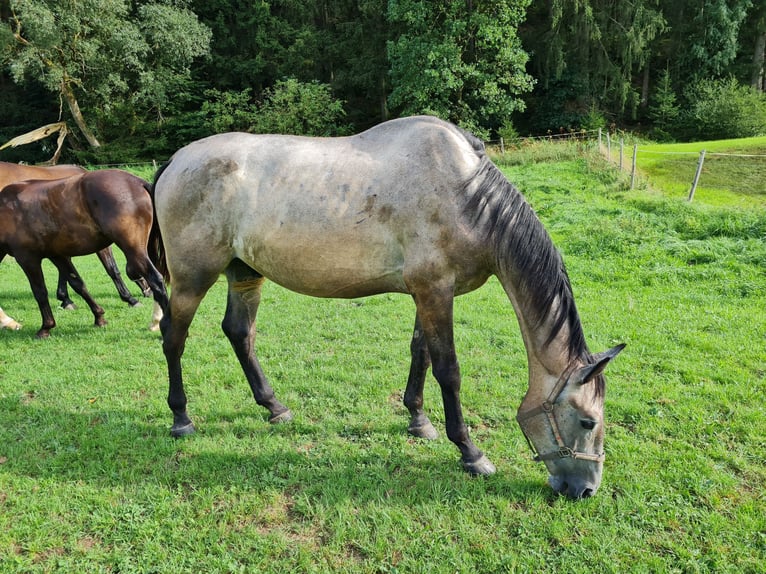 Koń wielkopolski Wałach 5 lat 167 cm Kara in Ellwangen (Jagst)