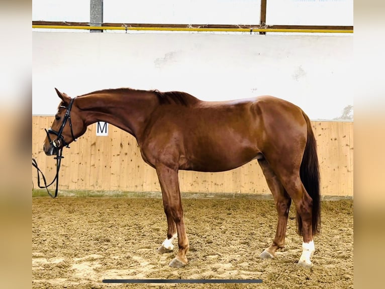 Koń wielkopolski Wałach 5 lat 167 cm Kasztanowata in Meinerzhagen