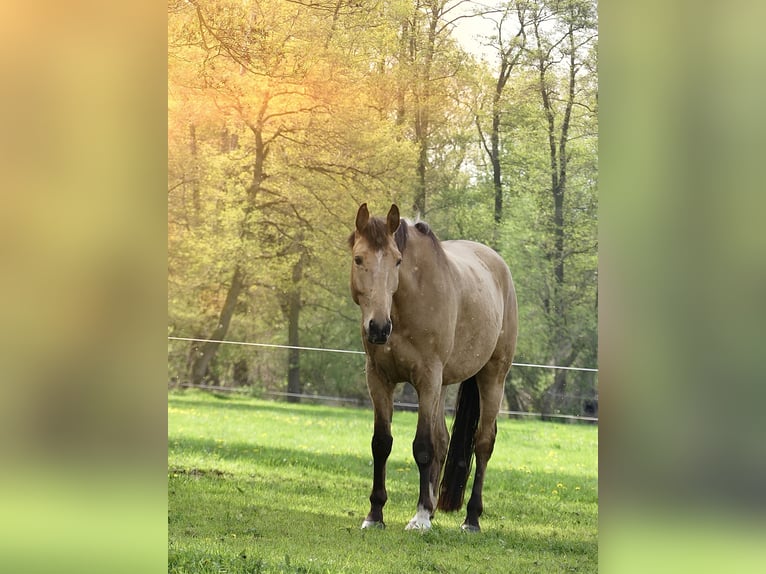 Koń wielkopolski Wałach 5 lat 173 cm Jelenia in Planebruch