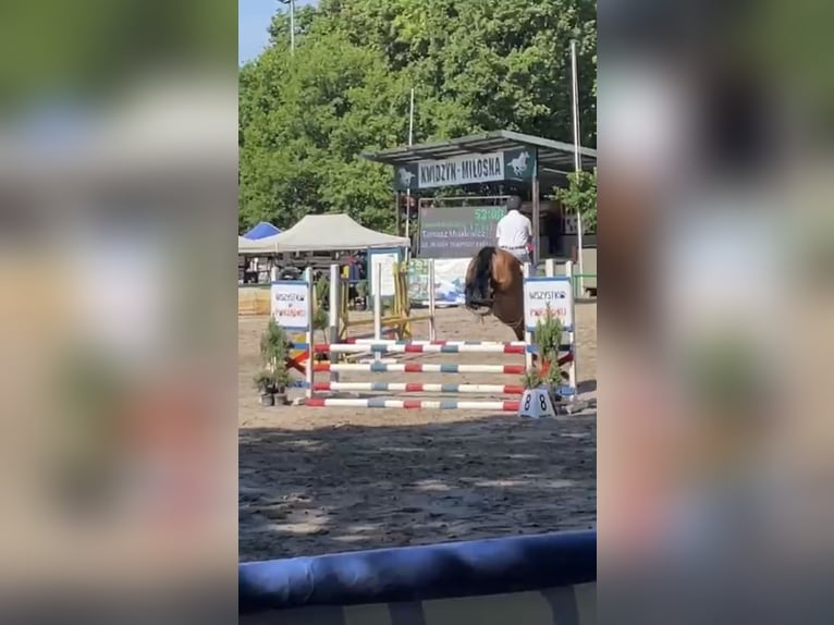 Koń wielkopolski Wałach 6 lat 168 cm Gniada in Papenhagen