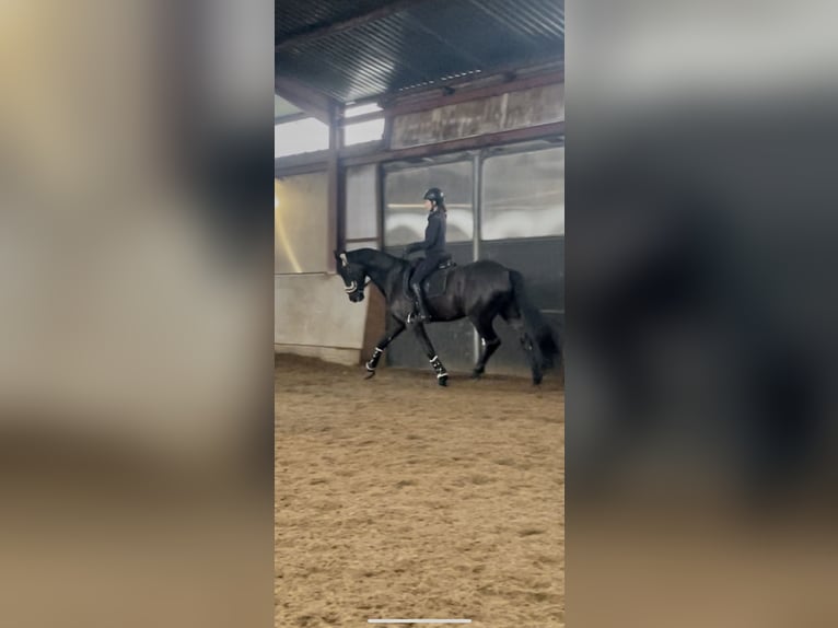 Koń wielkopolski Wałach 6 lat 168 cm Kara in Tanowo