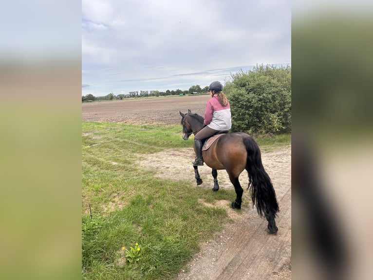 Koń wielkopolski Wałach 7 lat 156 cm Gniada in Groß Twülpstedt