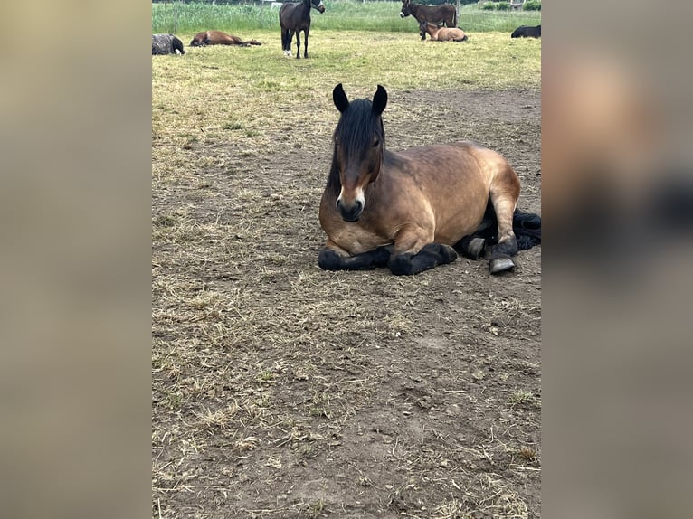 Koń wielkopolski Wałach 7 lat 156 cm Gniada in Groß Twülpstedt