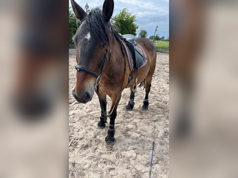 Koń wielkopolski Wałach 7 lat 156 cm Gniada in Groß Twülpstedt