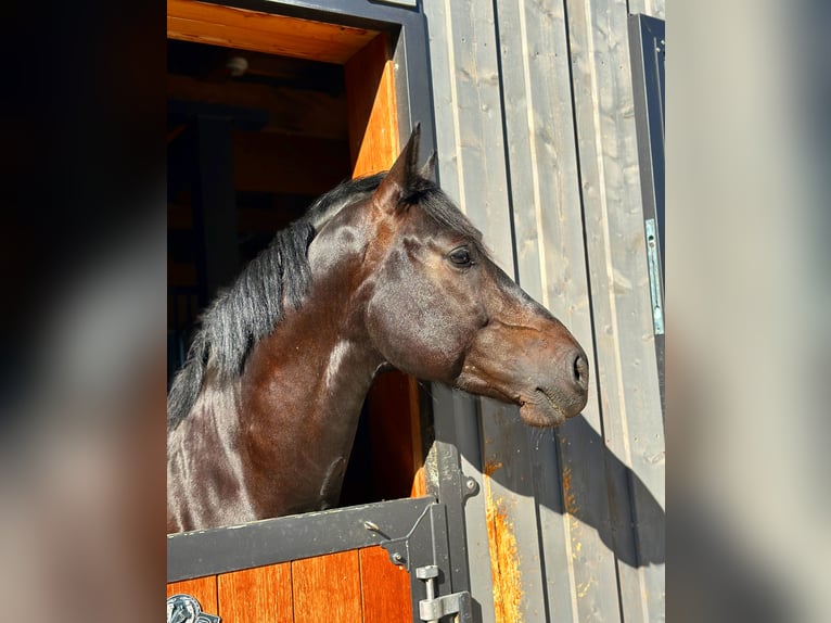 Koń wielkopolski Wałach 7 lat 160 cm Ciemnogniada in Bad Berneck im Fichtelgebirge