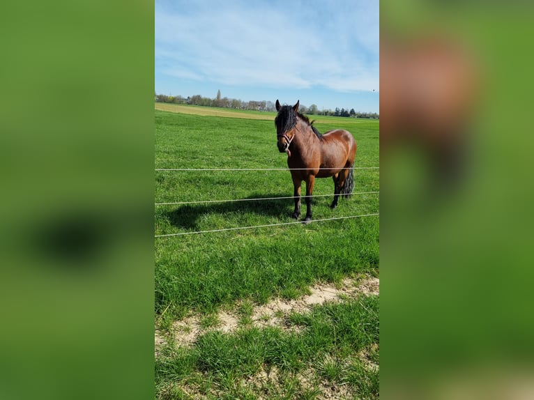 Koń wielkopolski Wałach 7 lat 162 cm in D&#xFC;sseldorf