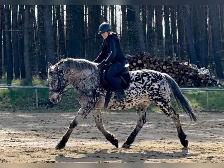 Koń wielkopolski Wałach 7 lat 162 cm Tarantowata in Santok