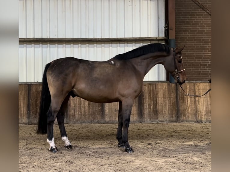 Koń wielkopolski Wałach 7 lat 170 cm Ciemnogniada in Oud Gastel