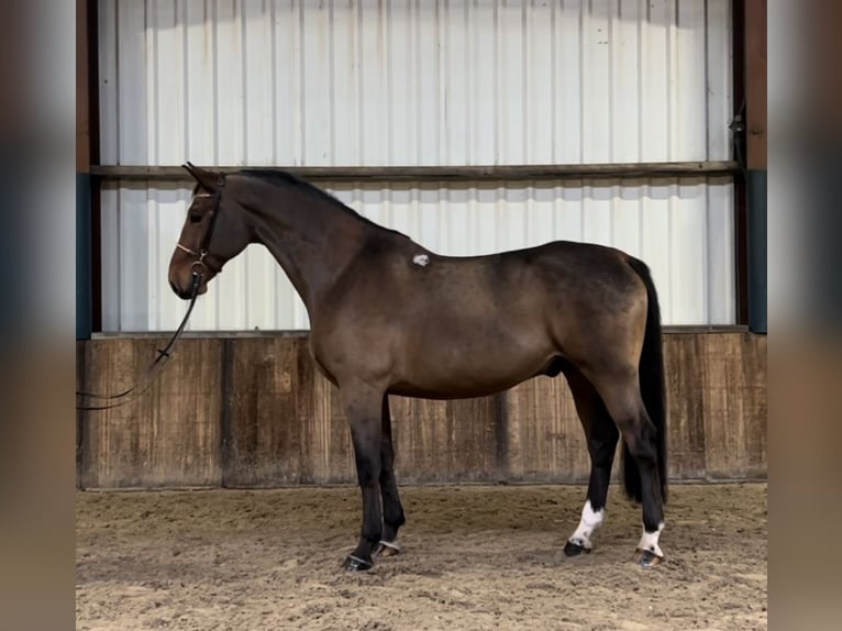 Koń wielkopolski Wałach 7 lat 170 cm Ciemnogniada in Oud Gastel