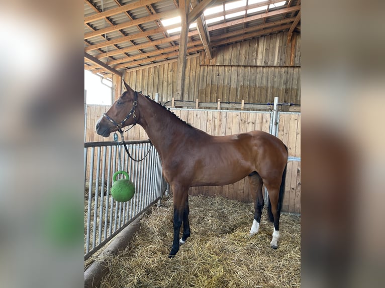 Koń wielkopolski Wałach 7 lat 172 cm Gniada in Jena Ruths