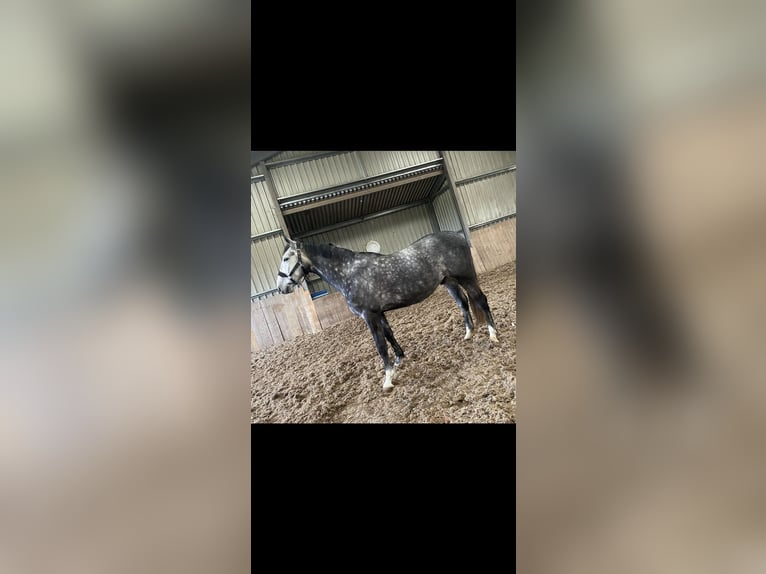 Koń wielkopolski Wałach 7 lat 172 cm Siwa jabłkowita in Swansea