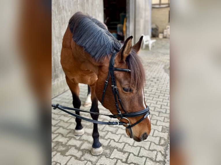 Koń wielkopolski Wałach 8 lat 160 cm Gniada in Markgr&#xF6;ningen