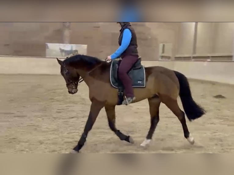 Koń wielkopolski Wałach 8 lat 160 cm Gniada in Markgr&#xF6;ningen