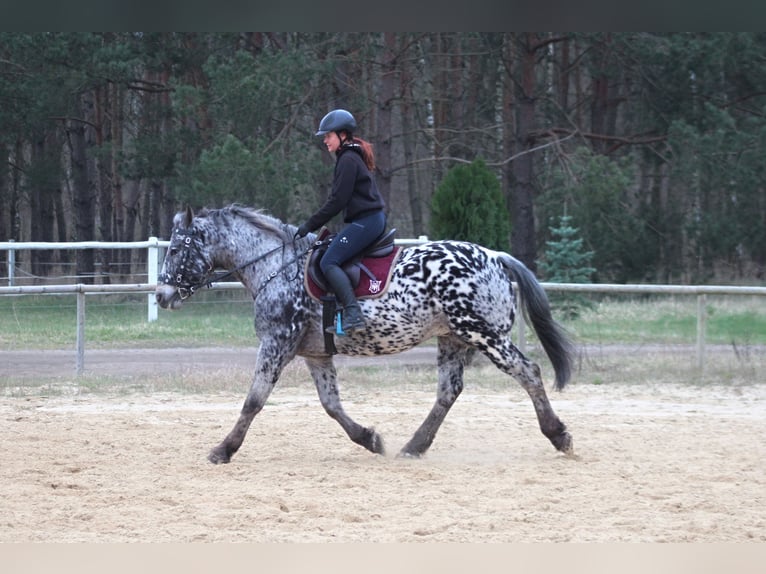 Koń wielkopolski Wałach 8 lat 162 cm Tarantowata in Santok