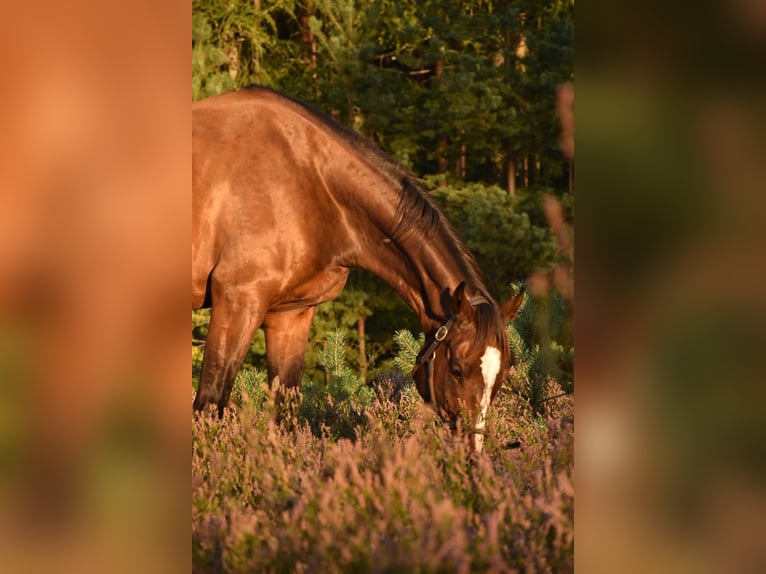 Koń wielkopolski Wałach 8 lat 168 cm in Wiesent