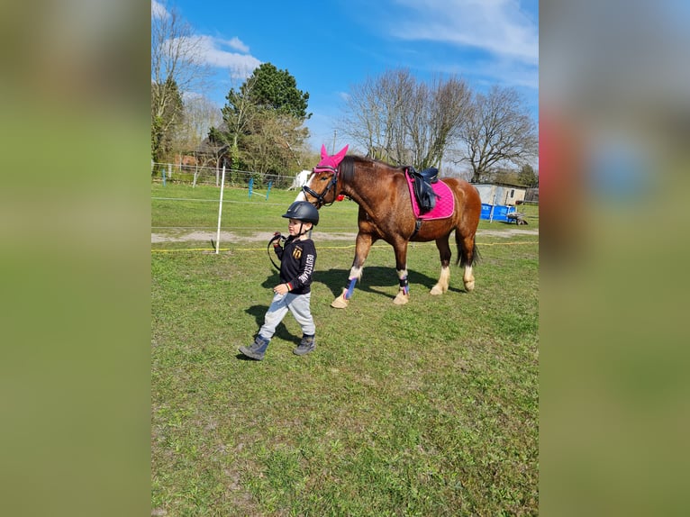 Koń wielkopolski Wałach 9 lat 158 cm Gniada in Wurster Nordseeküste