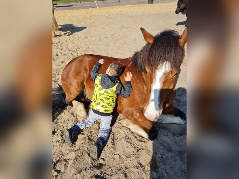 Koń wielkopolski Wałach 9 lat 158 cm Gniada in Wurster Nordseeküste