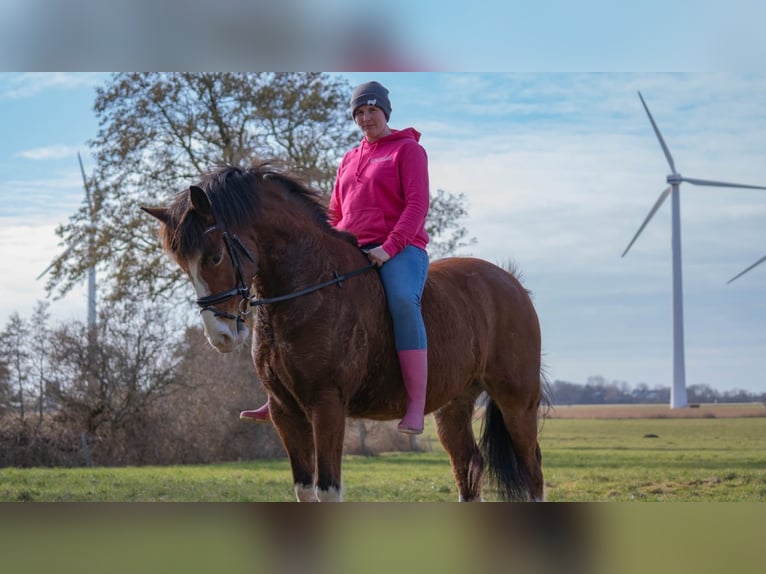 Koń wielkopolski Wałach 9 lat 158 cm Gniada in Wurster Nordseeküste