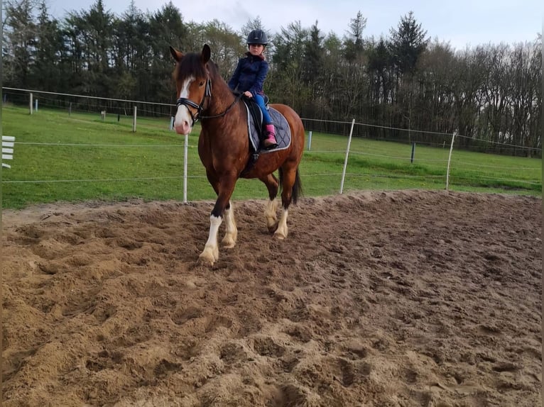 Koń wielkopolski Wałach 9 lat 158 cm Gniada in Wurster Nordseeküste