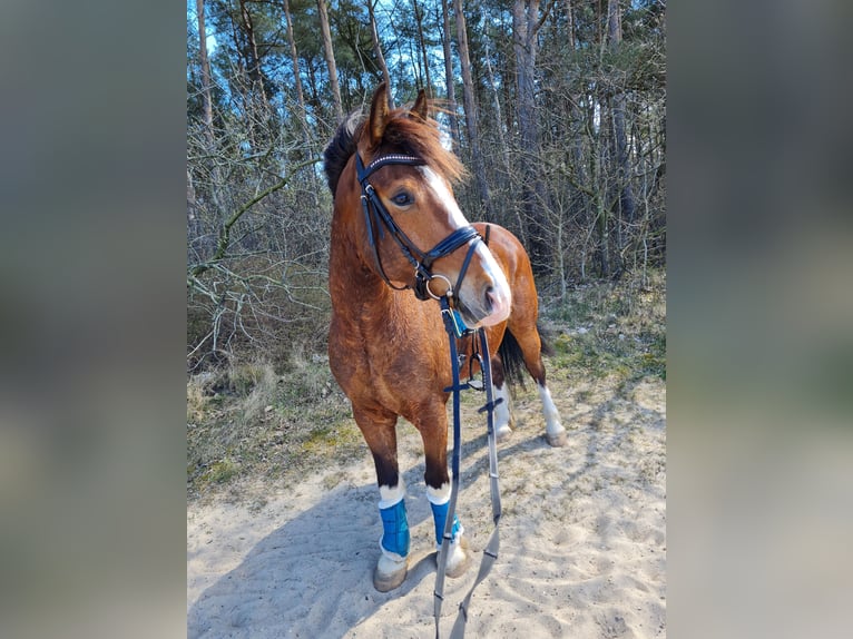 Koń wielkopolski Wałach 9 lat 158 cm Gniada in Wurster Nordseeküste