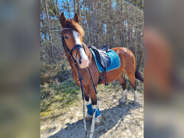 Koń wielkopolski Wałach 9 lat 158 cm Gniada in Wurster Nordseeküste