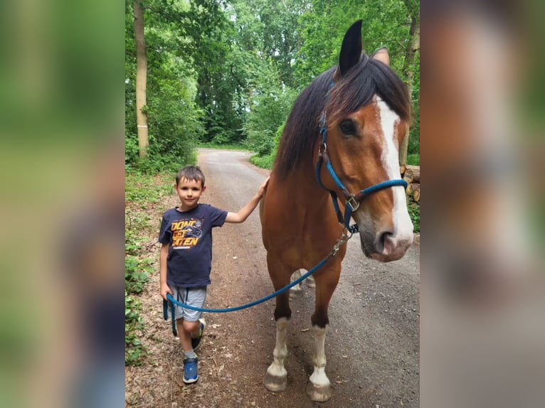 Koń wielkopolski Wałach 9 lat 158 cm Gniada in Wurster Nordseeküste