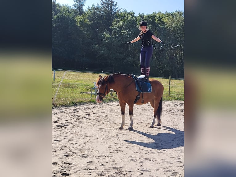 Koń wielkopolski Wałach 9 lat 158 cm Gniada in Wurster Nordseeküste