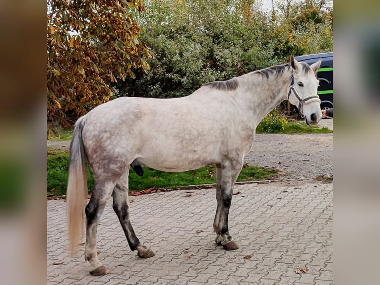 Koń wielkopolski Wałach 9 lat 168 cm Siwa in Karlsruhe