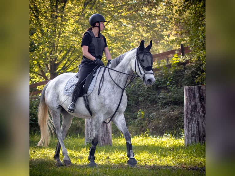 Koń wielkopolski Wałach 9 lat 168 cm Siwa in Karlsruhe