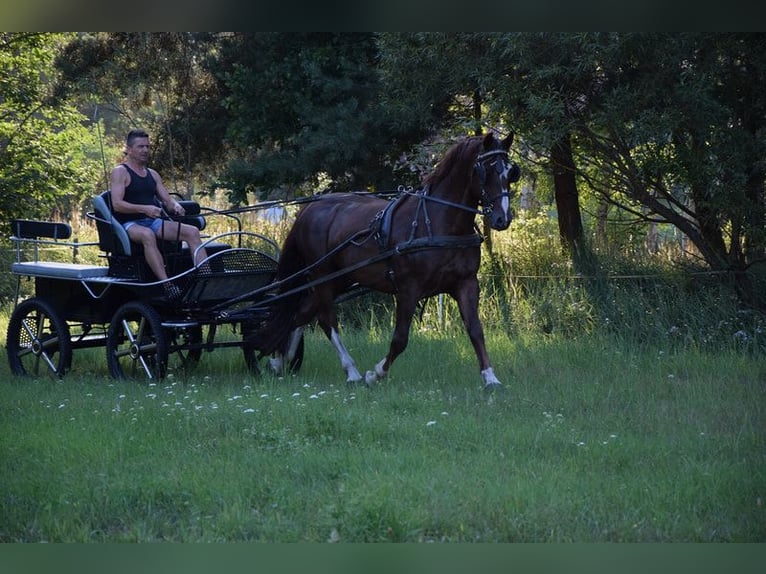 Koń wielkopolski Wałach 9 lat 169 cm Ciemnokasztanowata in Chelmno