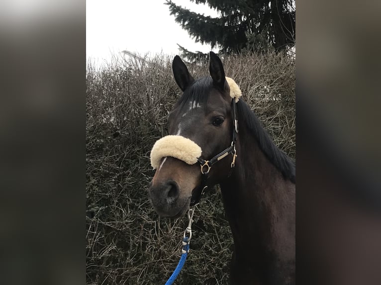 Koń wirtemberski Klacz 10 lat 167 cm Ciemnogniada in Mengen