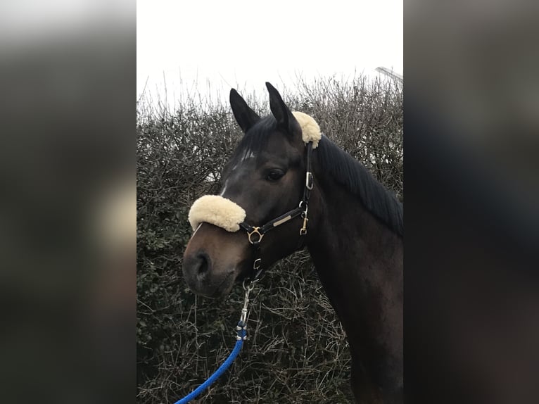 Koń wirtemberski Klacz 10 lat 167 cm Ciemnogniada in Mengen