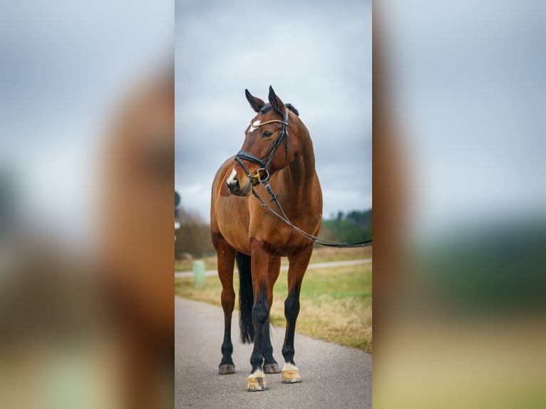 Koń wirtemberski Klacz 11 lat 168 cm Gniada in Egenhausen