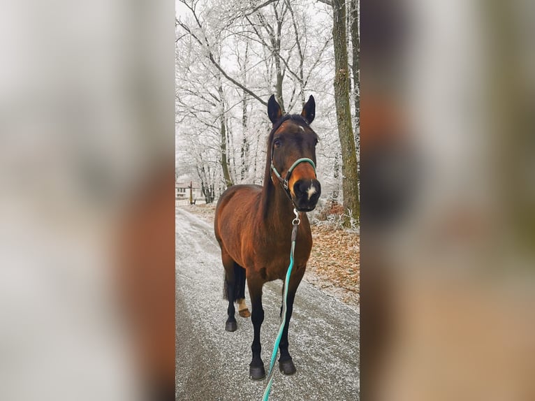 Koń wirtemberski Mix Klacz 12 lat 155 cm Gniada in Wald-Michelbach